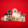 petshop
